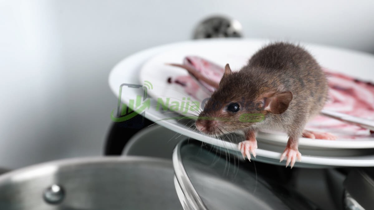 Deadly Diseases That Can Be Caused By Rats In Your House, Beware