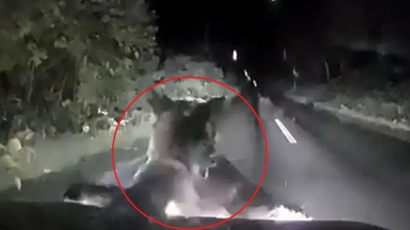 Shocking moment huge bear with cub attacks car and bites vehicle as horrified driver desperately locks the doors