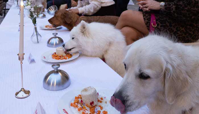 India’s fat dog vote goes viral