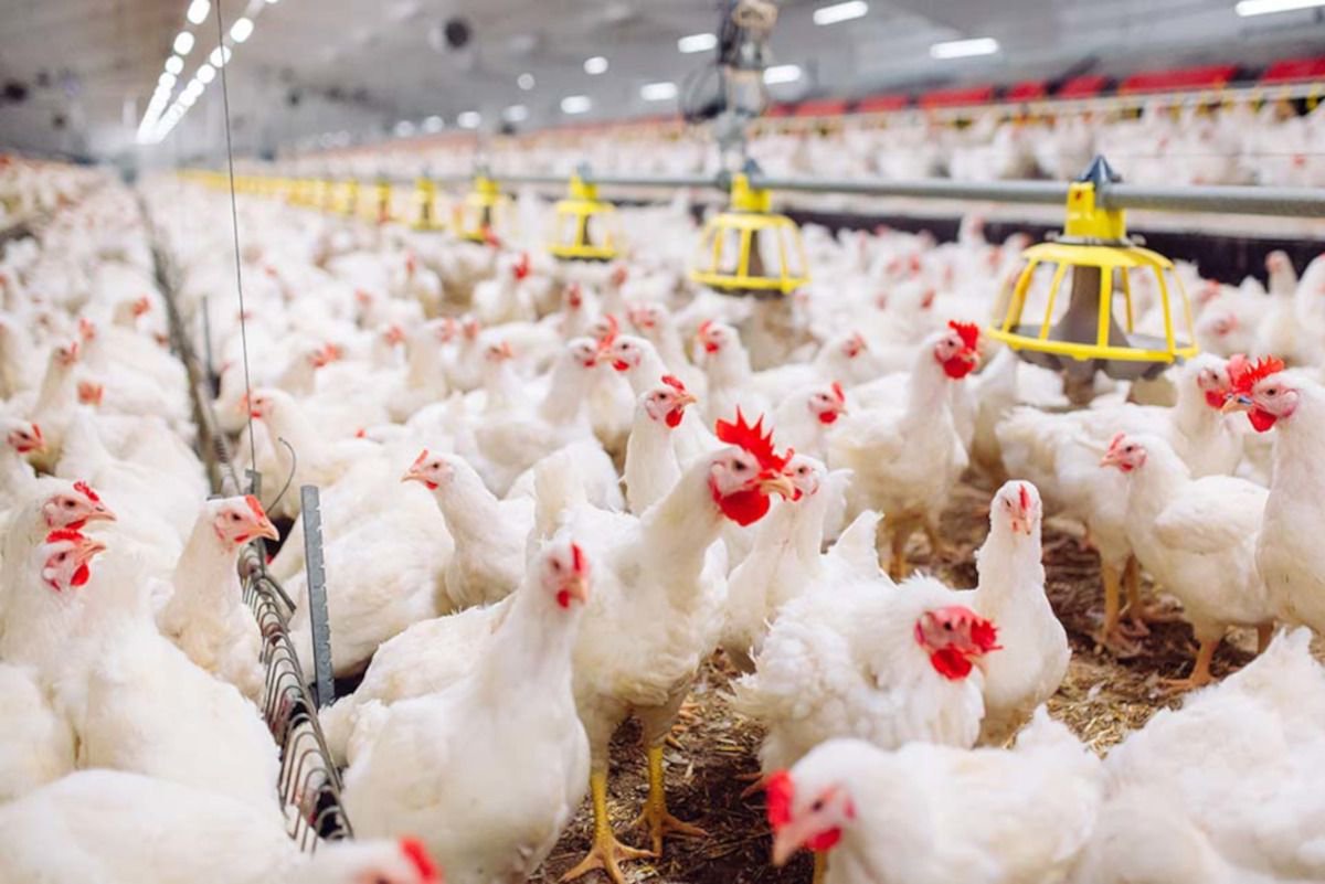 SA to keep buying chickens from Brazil despite disease outbreak