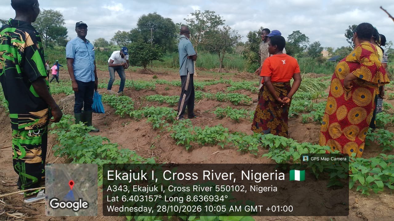 Cowpea, Cassava, Yam, Rice: Cross River Drives Crop Production, Agribusiness Growth