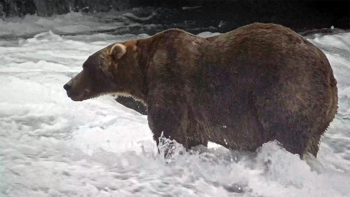 The Champion of chonk: Backpack takes the 2026 Fat Bear Week crown at Katmai National Park