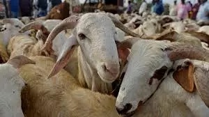 Probe Ordered Into Irregularities in Centre’s Sheep, Goats Scheme in AP