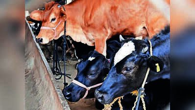 Nashik draws up fodder plan till June 2027 as drought threat looms