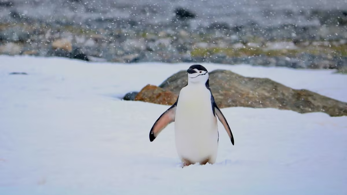 Climate change causes massive penguin population shift on remote Antarctic island