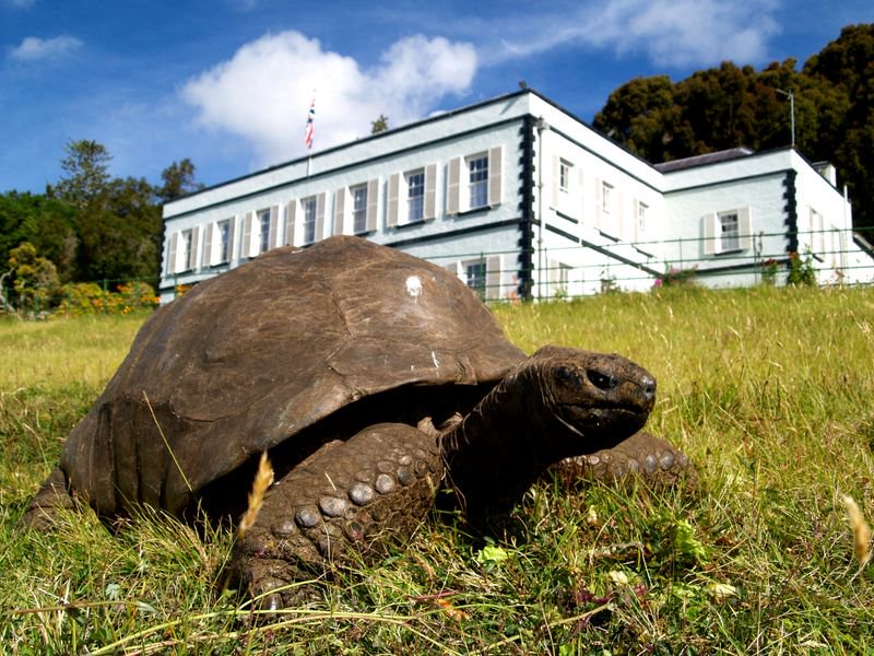 194-year-old tortoise, worlds oldest land animal, may hold clues to longer life