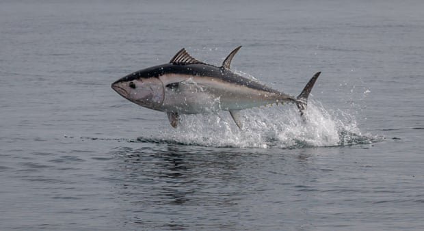 Country diary: The breathtaking sight of a tuna taking flight in British waters