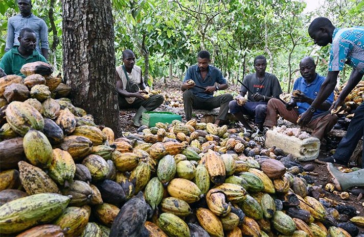 Nigeria’s Cocoa Revival Needs Farm Renewal, Funding, Reforms — Stakeholders