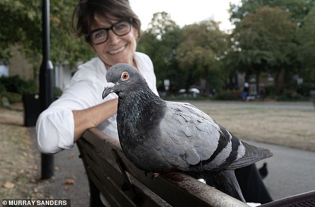 Operation Pigeon Toe: To most of us they’re ‘flying vermin’. But to some, they’re helpless creatures in dire need of rescue from the vast amount of human hair on our streets that wraps around their legs and cripples them
