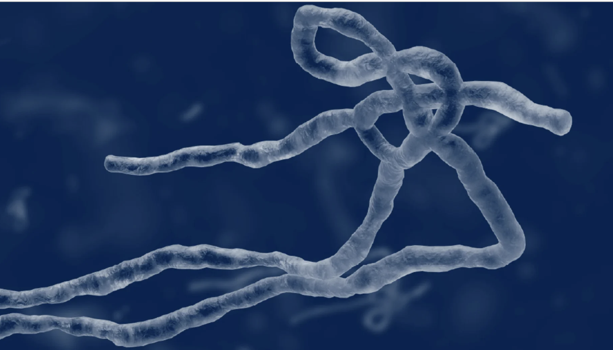 Two suspected Ebola cases identified in north-east, says NCDC