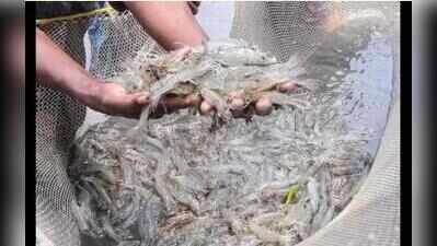 Small shrimp dragnets raise concerns over juvenile catch, seabed damage along AP coast: Study