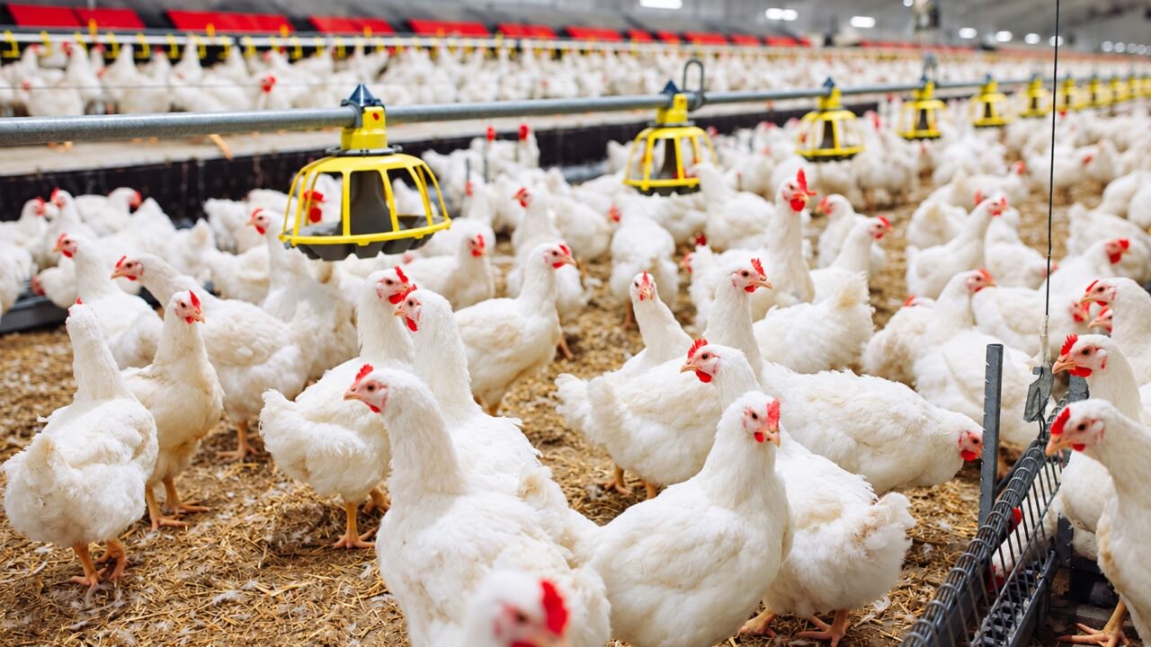 Poultry Farmers Warn of At Least 15% Price Increase Ahead of Christmas