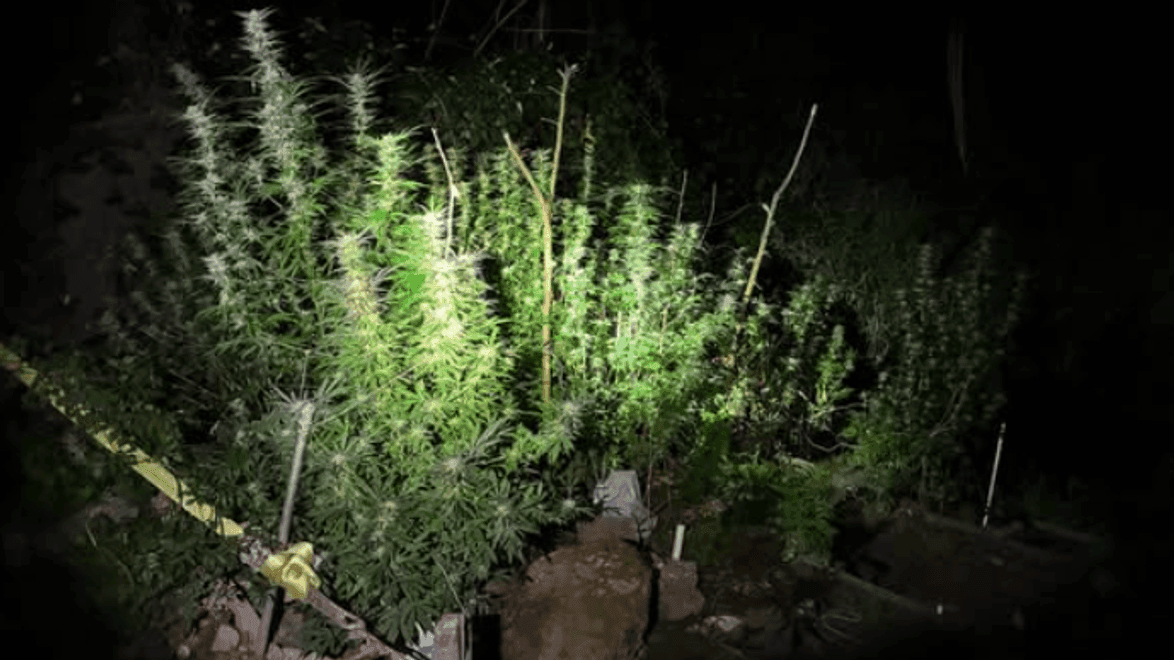 Police discover nearly 100 marijuana plants at homeless encampment