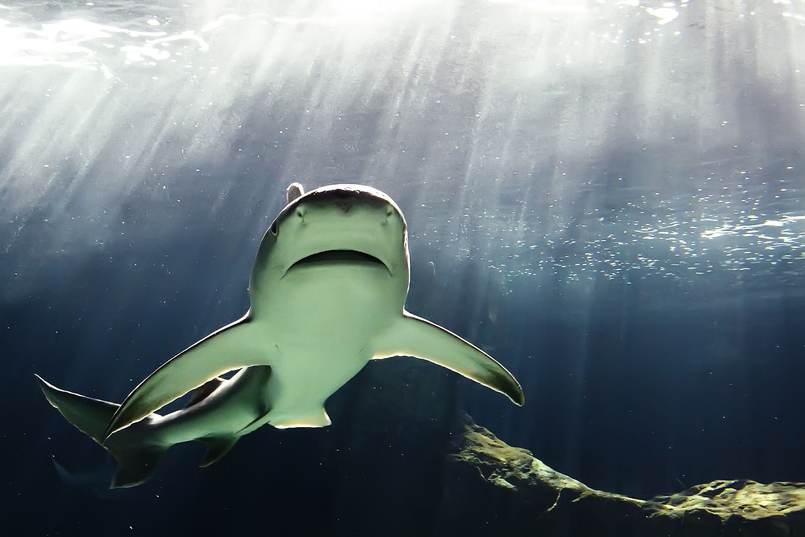 The US Rivers Where Bull Sharks Swim Upstream
