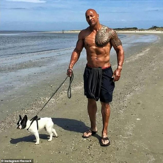 Man’s tiny best friend! Expert reveals why owning a small dog has become the ultimate sign of masculinity – with King Charles, The Rock, and Orlando Bloom all opting for mini breeds