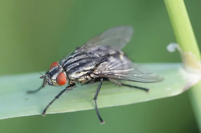 Why are there so many flies in the UK?
