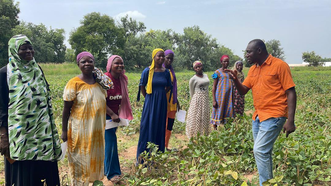 CSIR-SARI engages farmers in selecting promising cowpea varieties