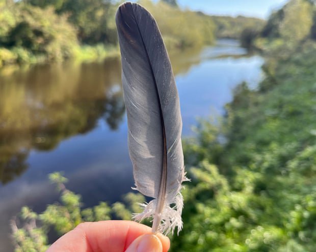 Country diary: The story of birds starts with their feathers