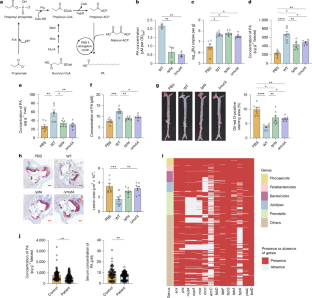 A gut microbial odd-chain fatty acid alleviates atherosclerosis in mice