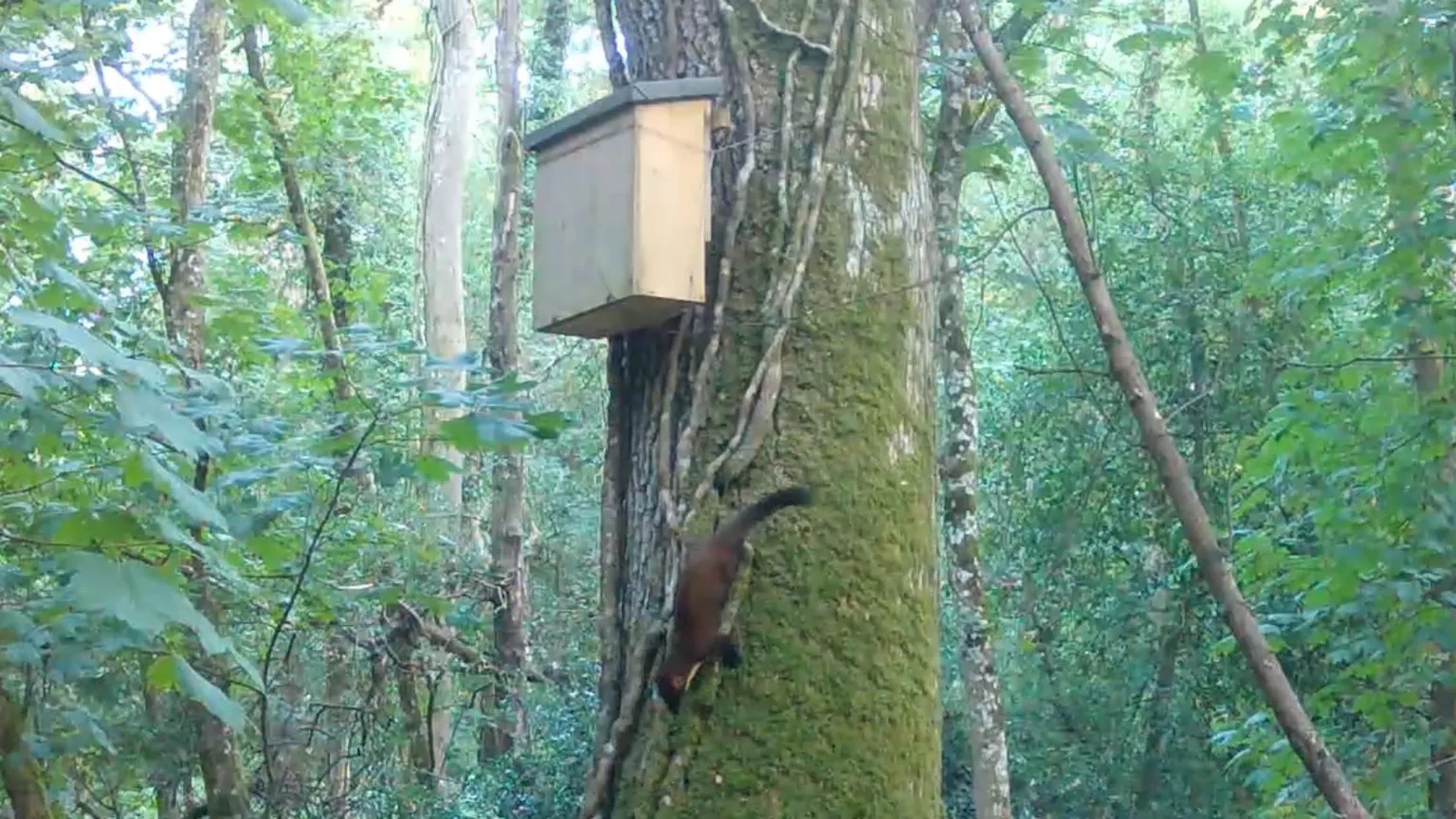 Pine martens ‘here to stay’ as baby spotted