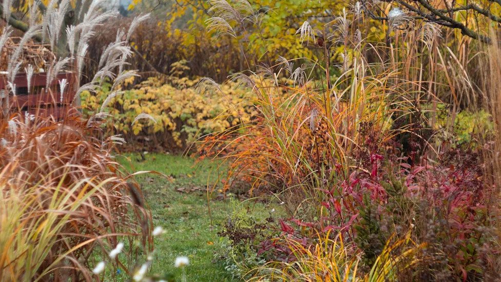 7 Easy Plants to Propagate in October – Get More Plants for Your Garden Without Spending a Dime