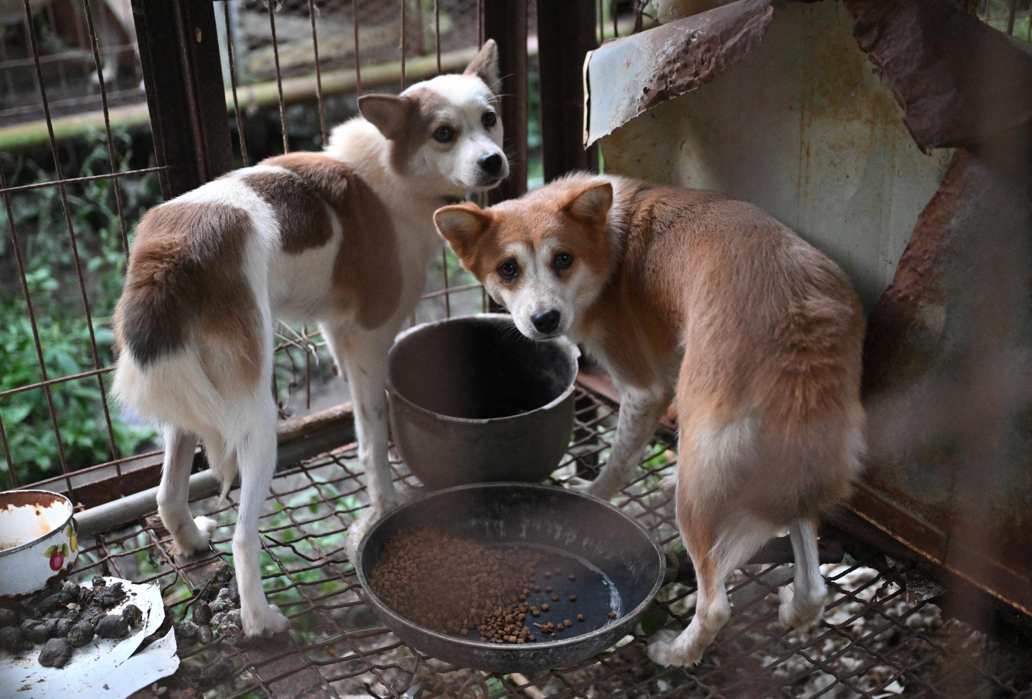 7,600 dogs still held at South Korean meat farms — as animal groups race to save them