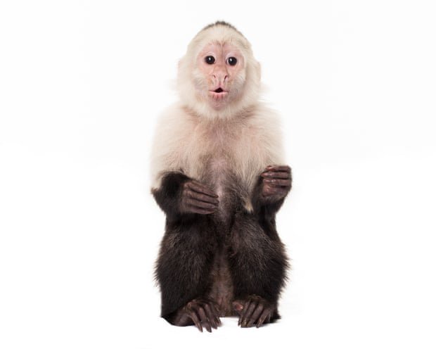 Planet of the apes: the ‘bizarre’ and tortured history of monkeys and humans