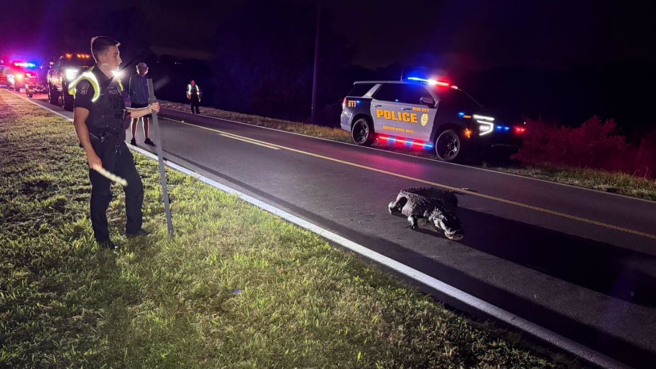 Florida Police Get a Call About a “Pedestrian” Blocking Traffic. It’s an Alligator.