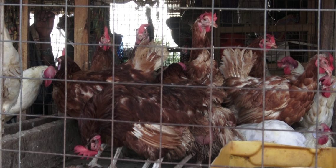 Processing gaps, not just middlemen, driving local chicken prices – Farmers
