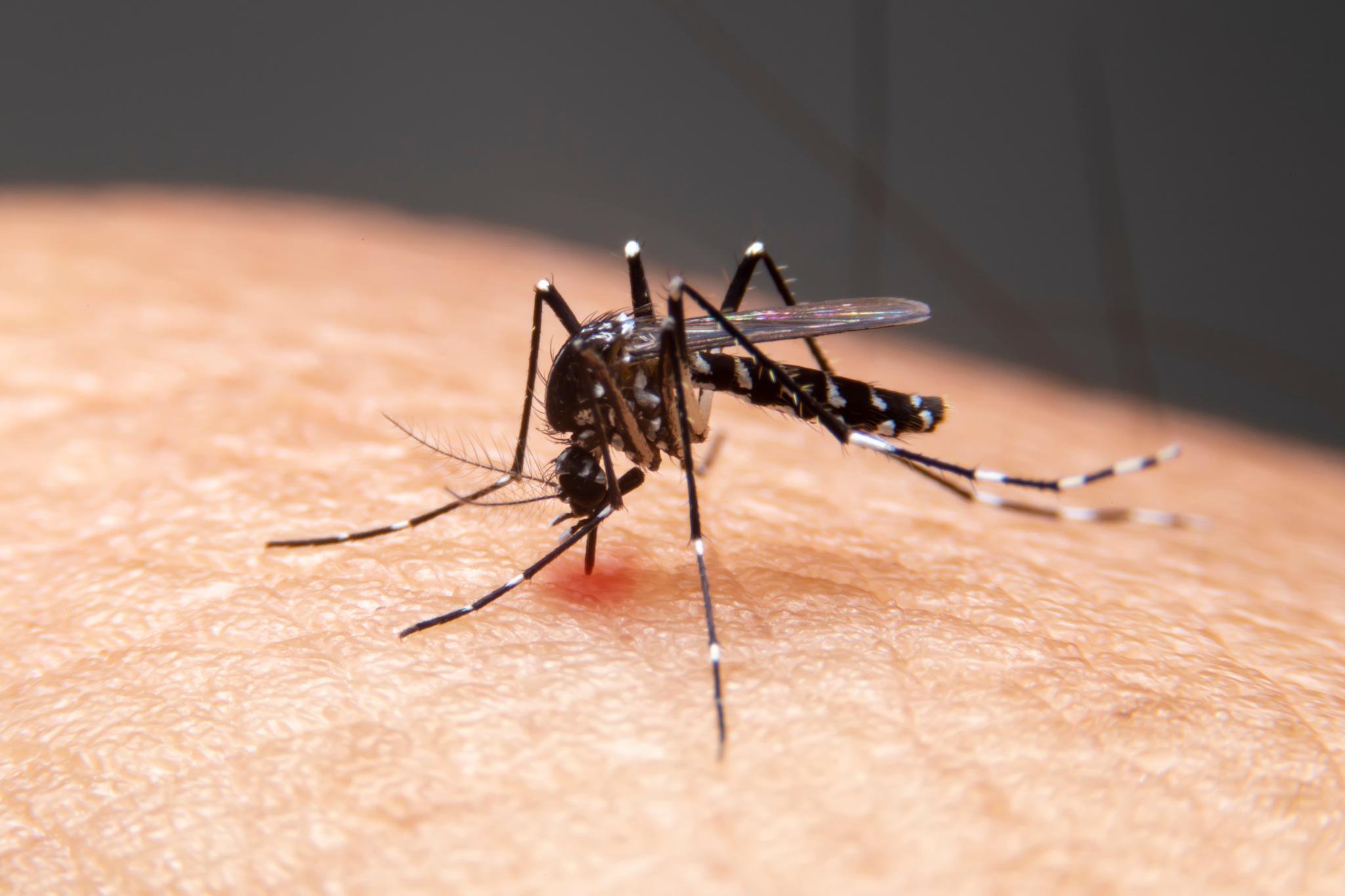 Mosquitos spike in LA with hellish hoards wreaking havoc across city