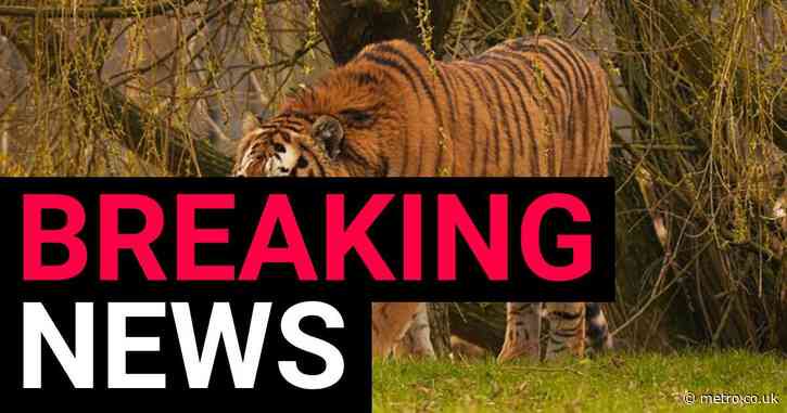 First picture of tiger who killed man in enclosure as zoo reveals its fate