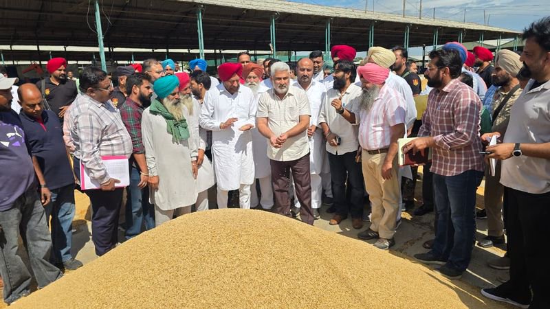 Rain damages paddy crop across Malwa; minister assures farmers of procurement