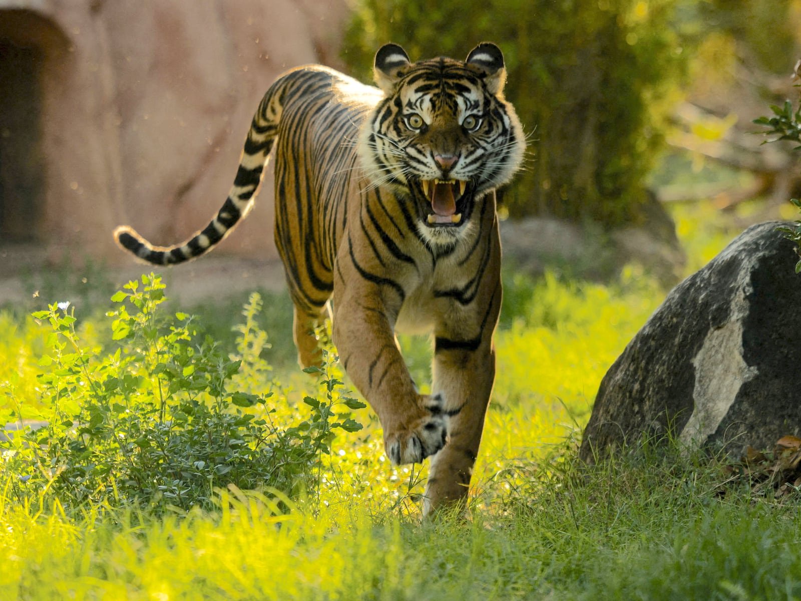 Disturbing New Details Emerge in Deadly Tiger Attack at Zoo