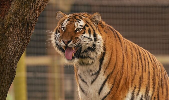 Chilling new details on tiger that killed man at UK zoo as threat verdict issued