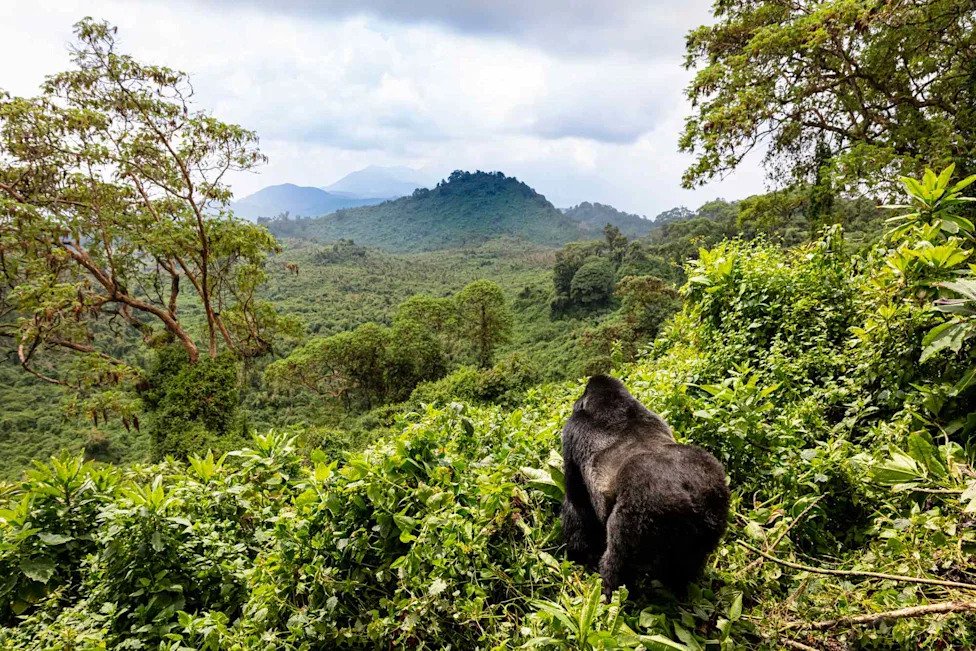 9 Things to Know Before You Plan a Safari in Rwanda, According to a Travel Expert