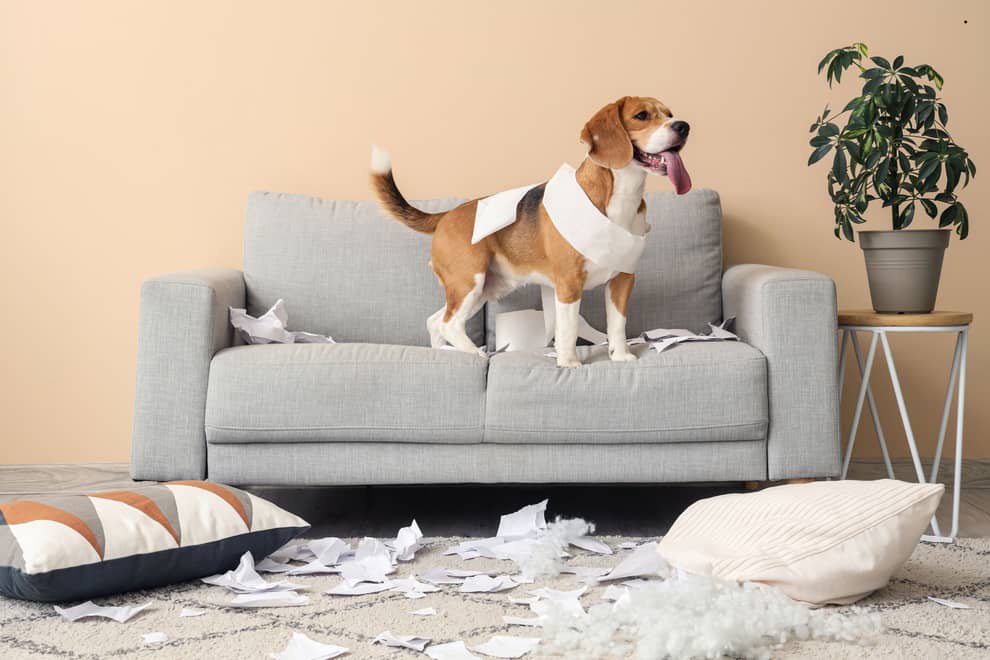 Most Stubborn Dogs 2026: Here are the 13 breeds of adorable dog who regularly refuse to do what they’re told – including the loving Beagle 🐶