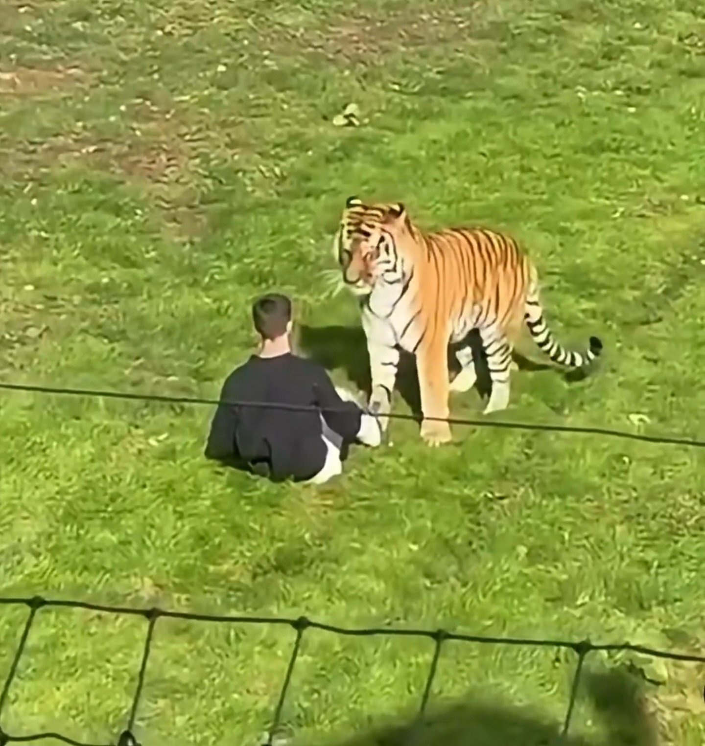 Man mauled to d3ath after entering tiger enclosure at UK wildlife park (Video)