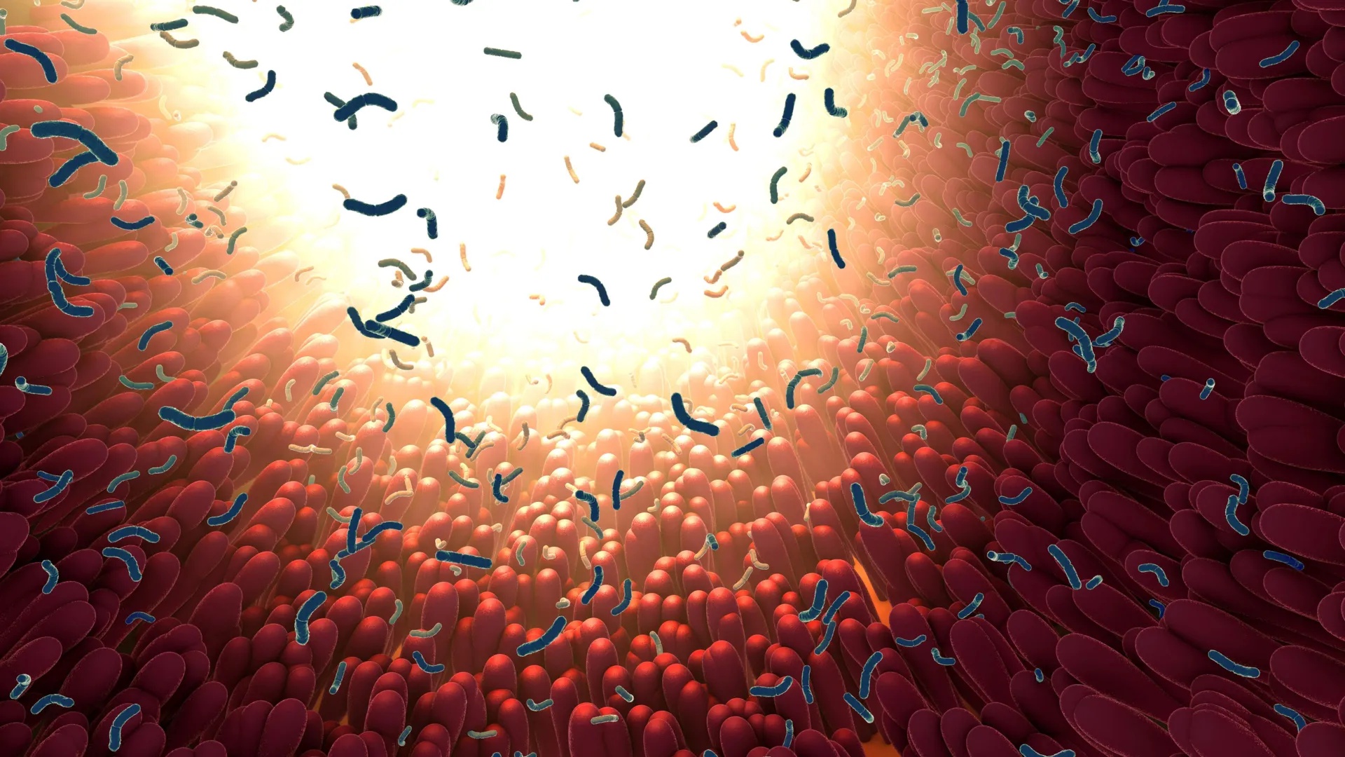 Your gut bacteria could be changing how many calories you absorb