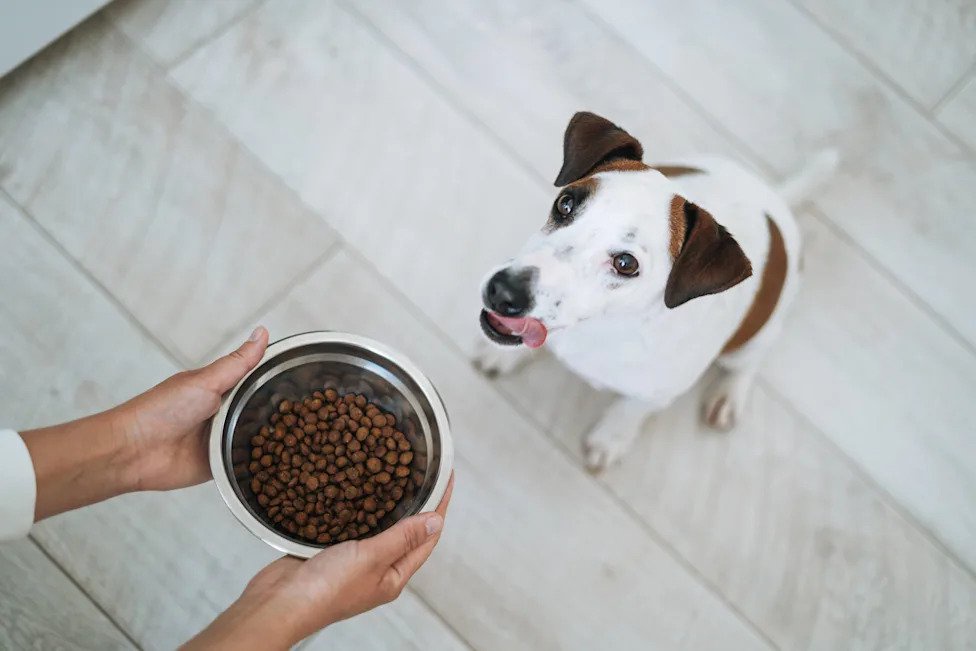 The Best Dog Foods for Sensitive Stomachs, According to Veterinarians