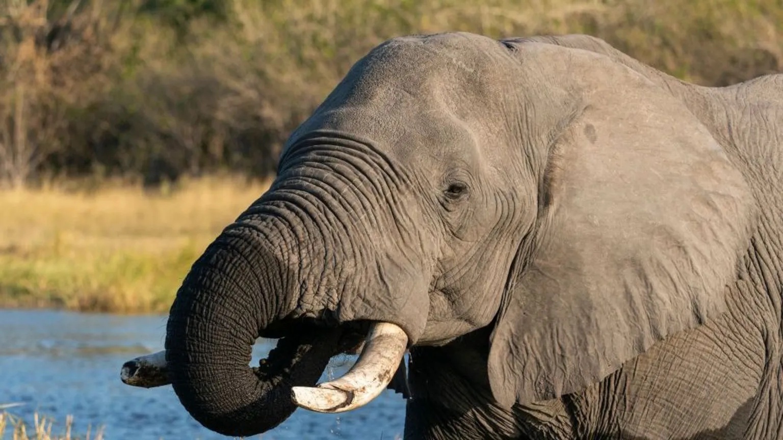 Botswana condemned for slaughtering elephants for independence celebrations