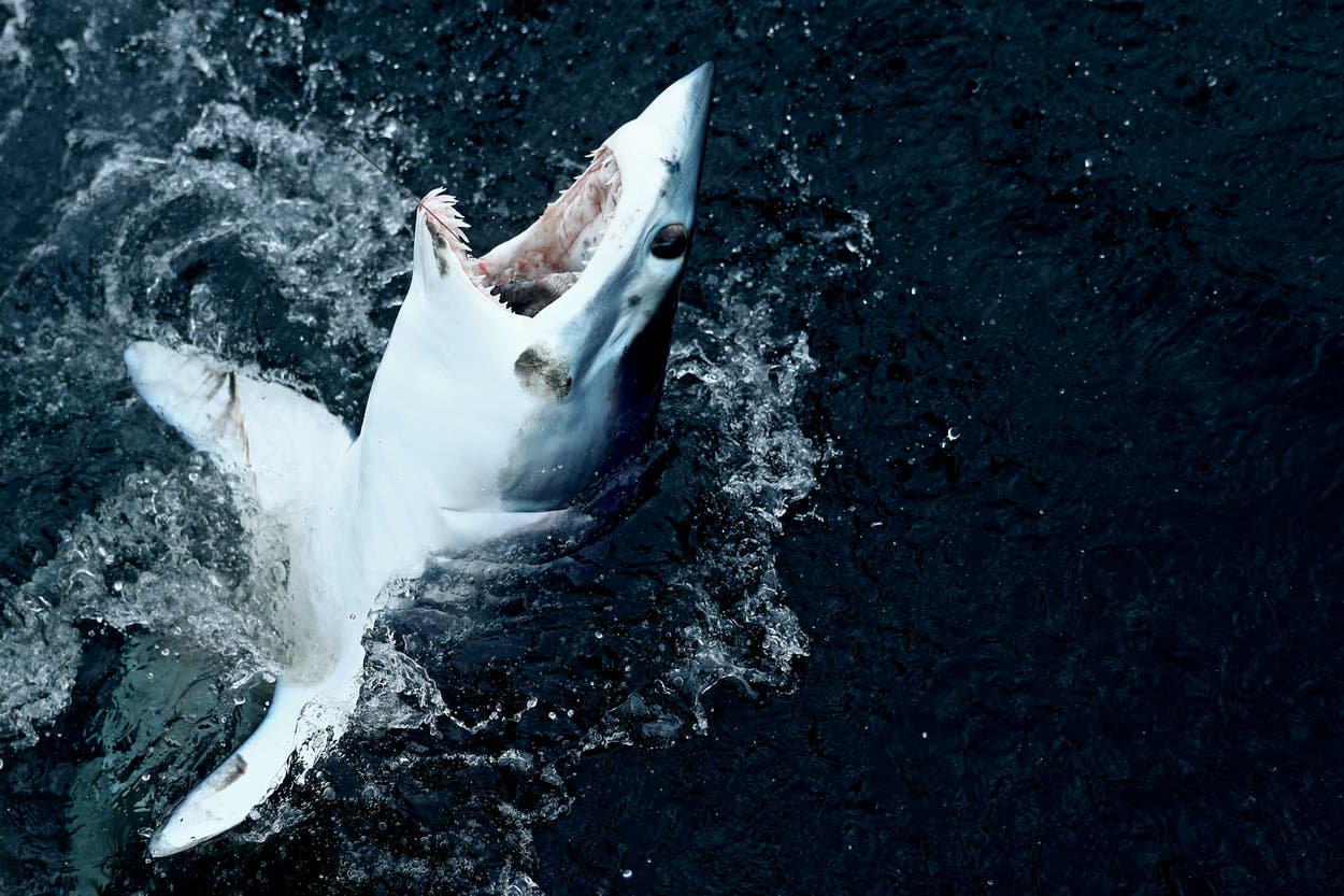 Kayaker bitten by shark after accidentally hooking it while fishing off Malibu