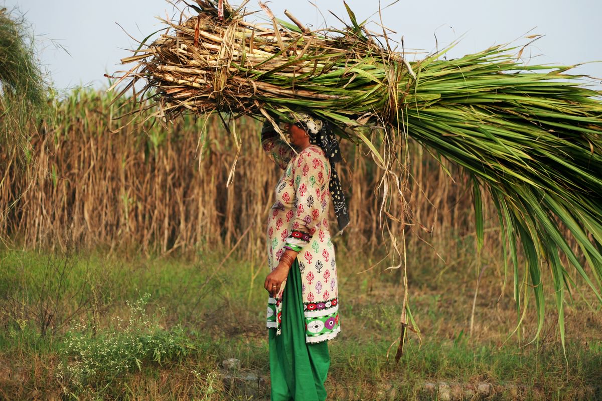 Sugarcane workers ‘forced’ to have wombs removed to keep £3-a-day jobs