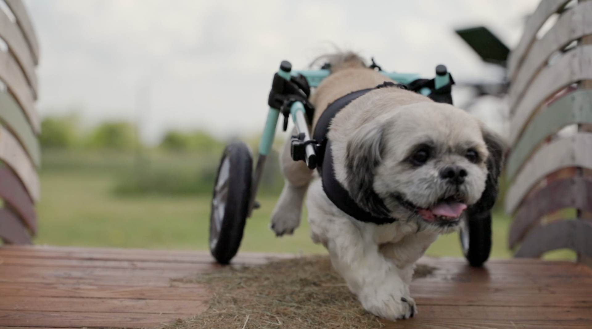 Meet the dogs learning to run with assistive mobility tech