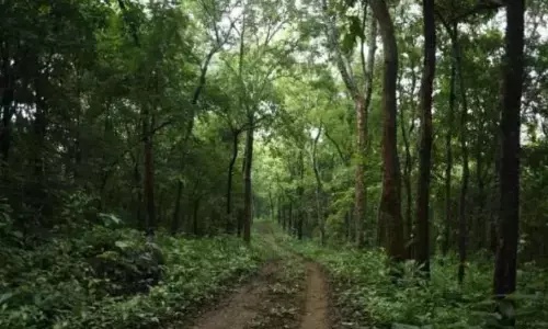 Mancherial Forest Department To Organise 30-Km Forest Marathon On Sunday