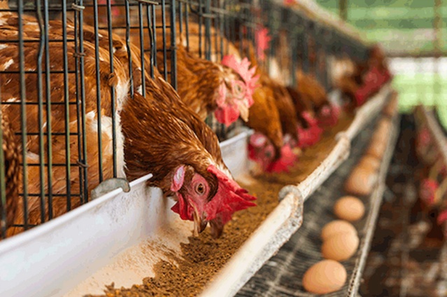 Middlemen making local chicken more expensive than imported ones – Deputy Agric Minister, Dumelo