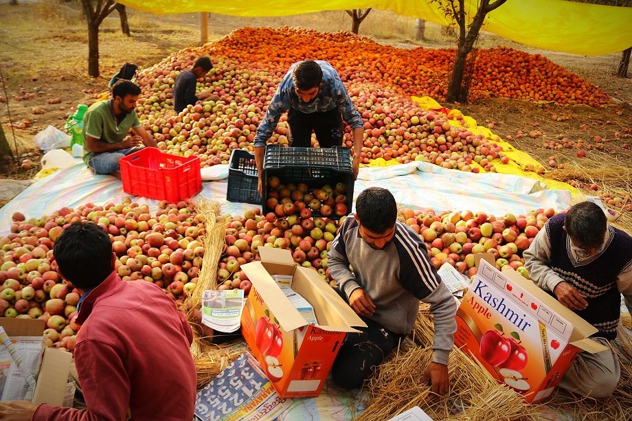 J&K Faces ₹4.16 Cr Refund Over Failed Apple Project