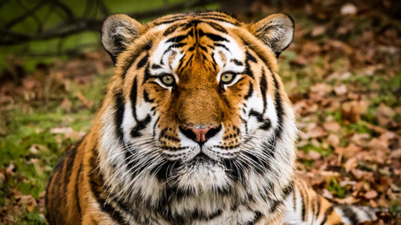 Family pays tribute to “bright, warm and engaging” man who died after tiger attack at Yorkshire Wildlife Park