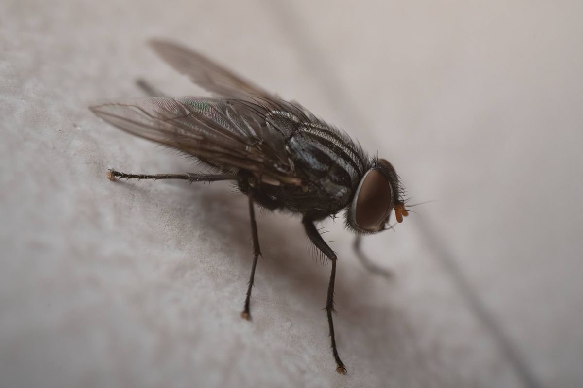 Kill flies and maggots ‘instantly’ by sprinkling kitchen item into wheelie bins