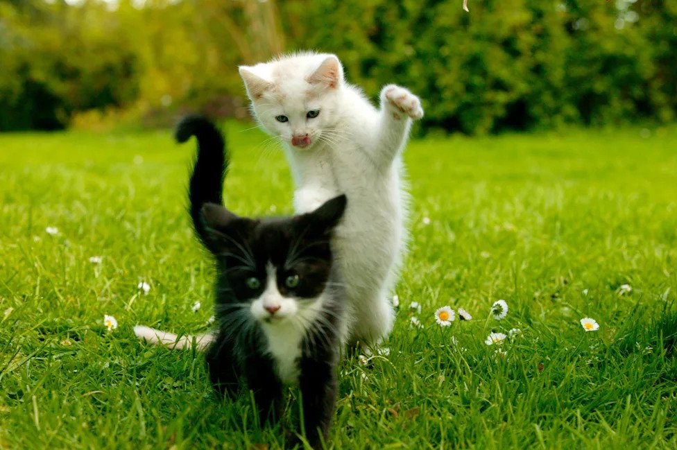 The 10 most common cat health problems, according to Nationwide