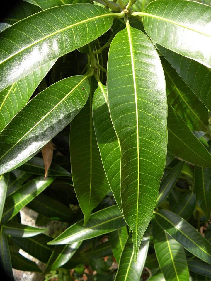 Medicinal Benefits of Mango Leaves You May Not Have Known